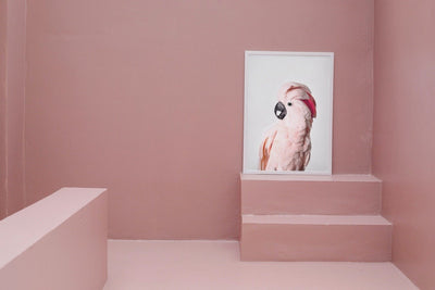 Pink Cockatoo - Plakatbar.no
