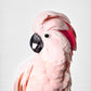 Pink Cockatoo - Plakatbar.no