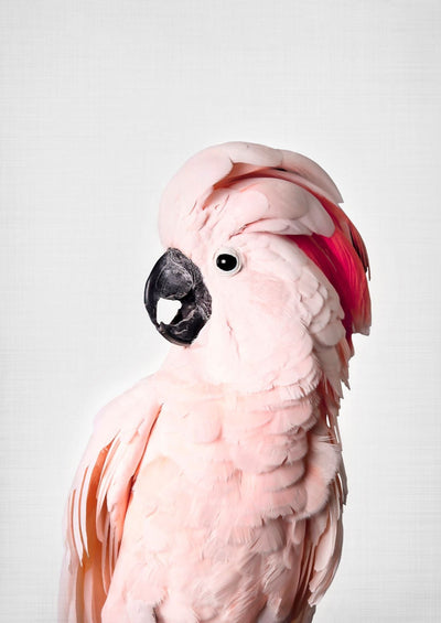 Pink Cockatoo - Plakatbar.no