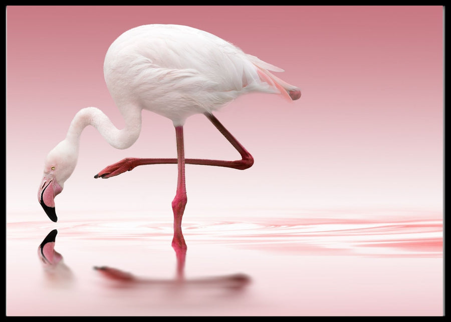 Pink flamingo poster