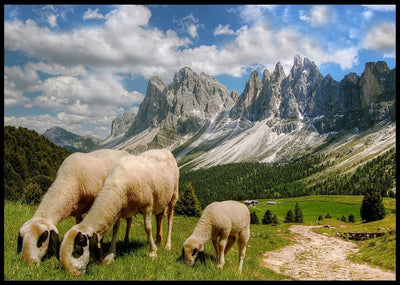 Plakat av beitende sauer - Plakatbar.no