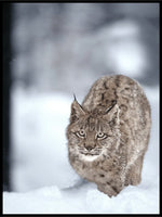 Plakat av gaupe i snø - Plakatbar.no