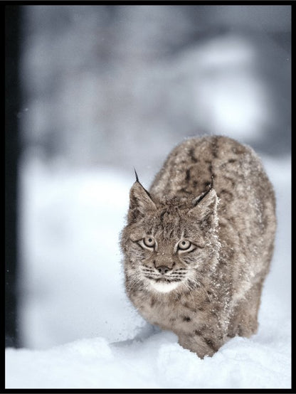 Plakat av gaupe i snø - Plakatbar.no