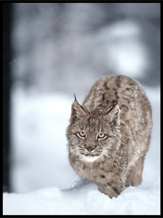 Poster of lynx in snow