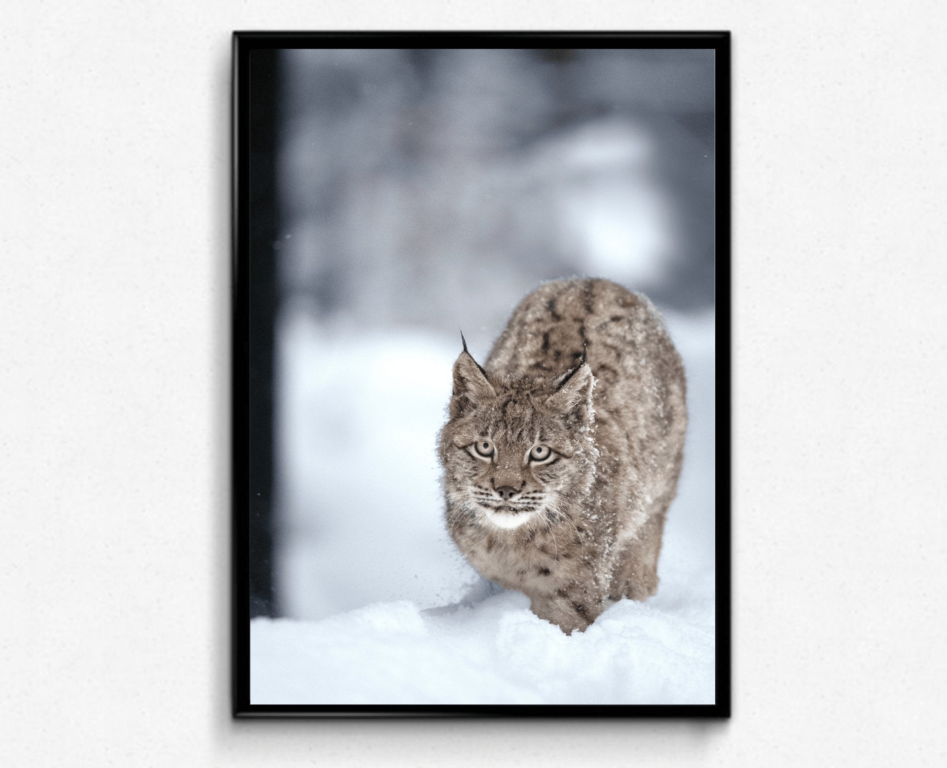 Plakat av gaupe i snø - Plakatbar.no