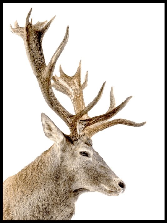 Plakat av hjort - Plakatbar.no