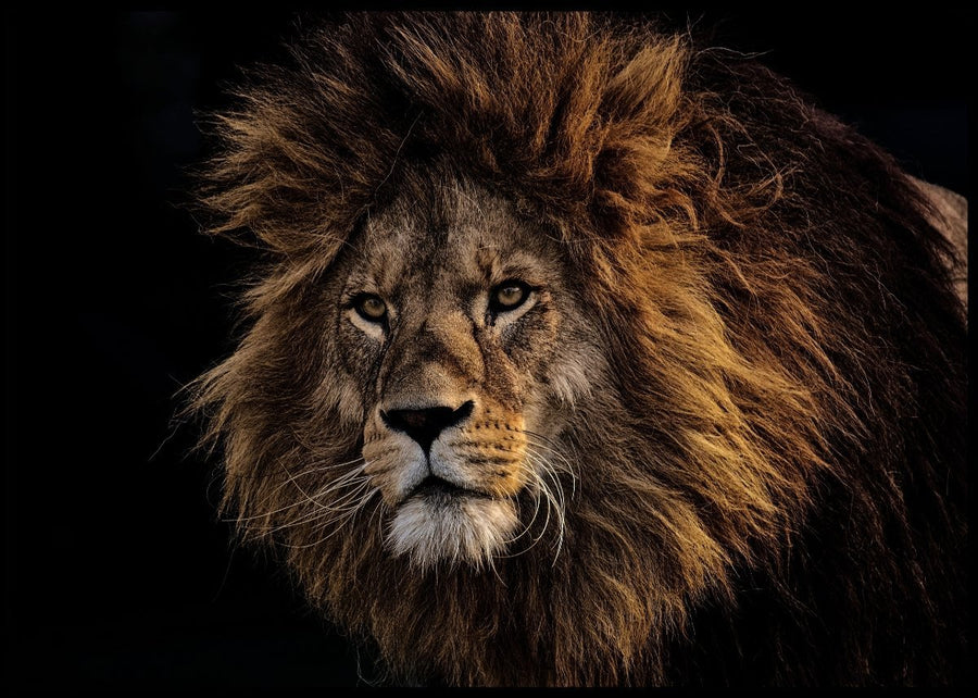 Poster of a powerful male lion