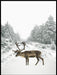 Plakat av reinsdyr - vintermotiv - Plakatbar.no