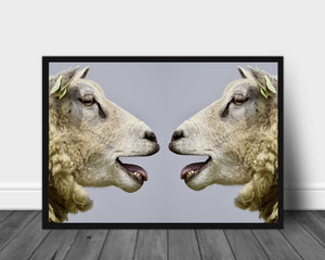 Plakat av to sauer - Plakatbar.no