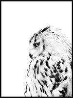 Plakat av ugle - Plakatbar.no