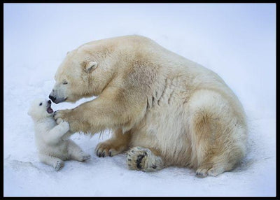 Polar bear with mom poster - Plakatbar.no