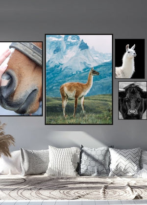 Poster av lama - med fjellandskap - Plakatbar.no