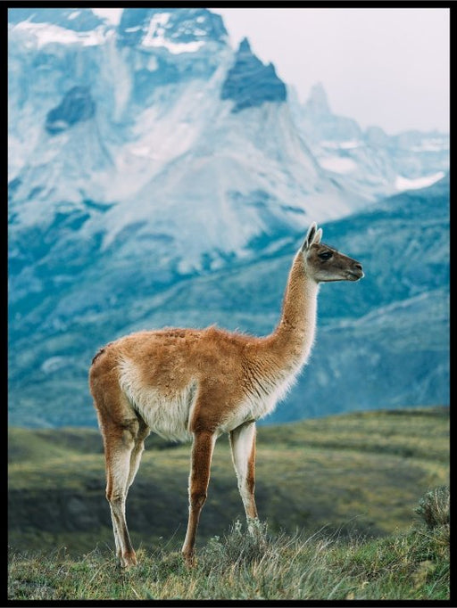 Poster av lama - med fjellandskap - Plakatbar.no