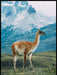 Poster av lama - med fjellandskap - Plakatbar.no