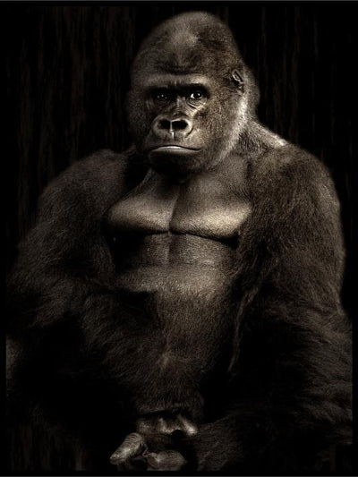 Praktfull hangorilla poster - Plakatbar.no