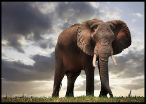 Praktfull hannelefant poster - Plakatbar.no