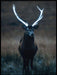 Praktfull hjort med store horn - Poster - Plakatbar.no