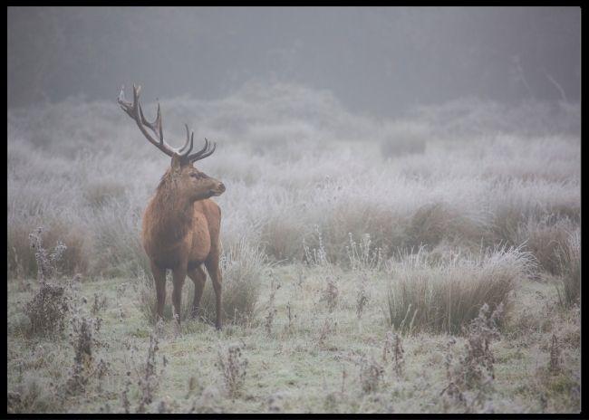 Prideful deer poster