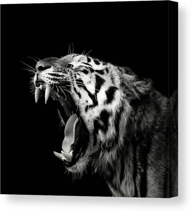 Primal Yawn Tiger - Plakatbar.no