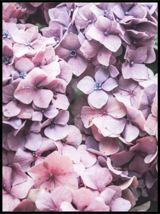 Purple botanic - Poster - Plakatbar.no