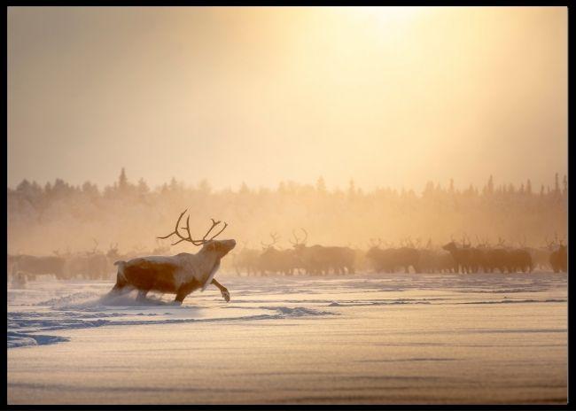 Raindeer poster - Plakatbar.no