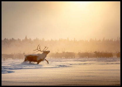 Raindeer poster - Plakatbar.no