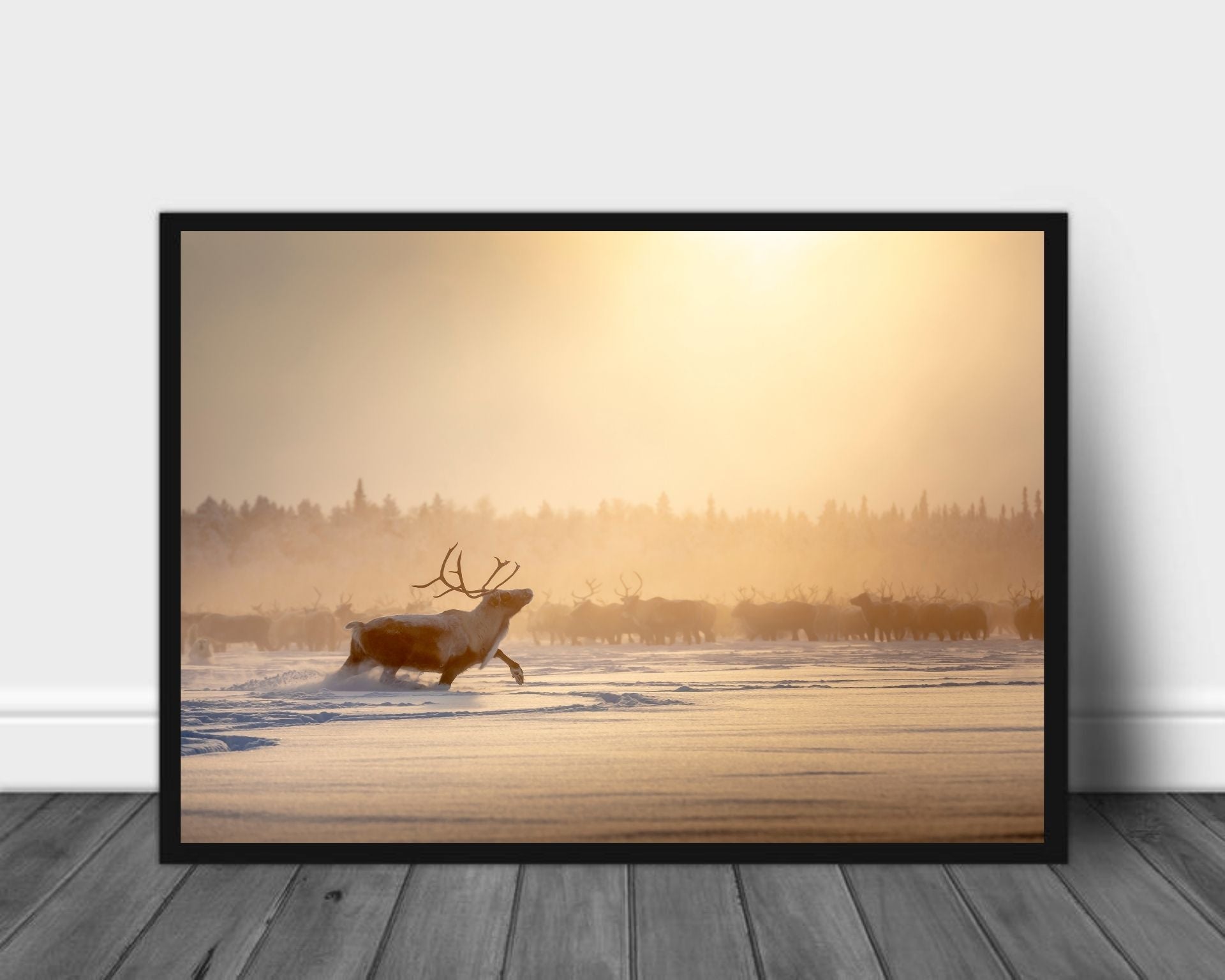 Raindeer poster - Plakatbar.no