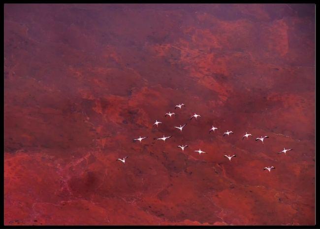 Red land poster