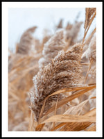 Reeds yellow and dry Poster - Plakatbar.no