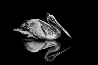 Reflection - Plakatbar.no