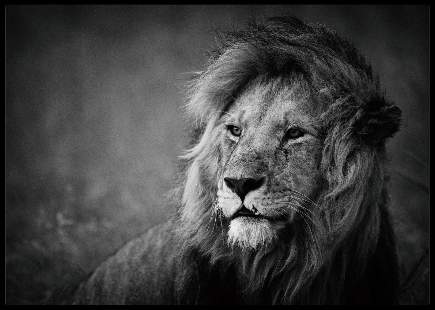 Regal poster - Plakatbar.no