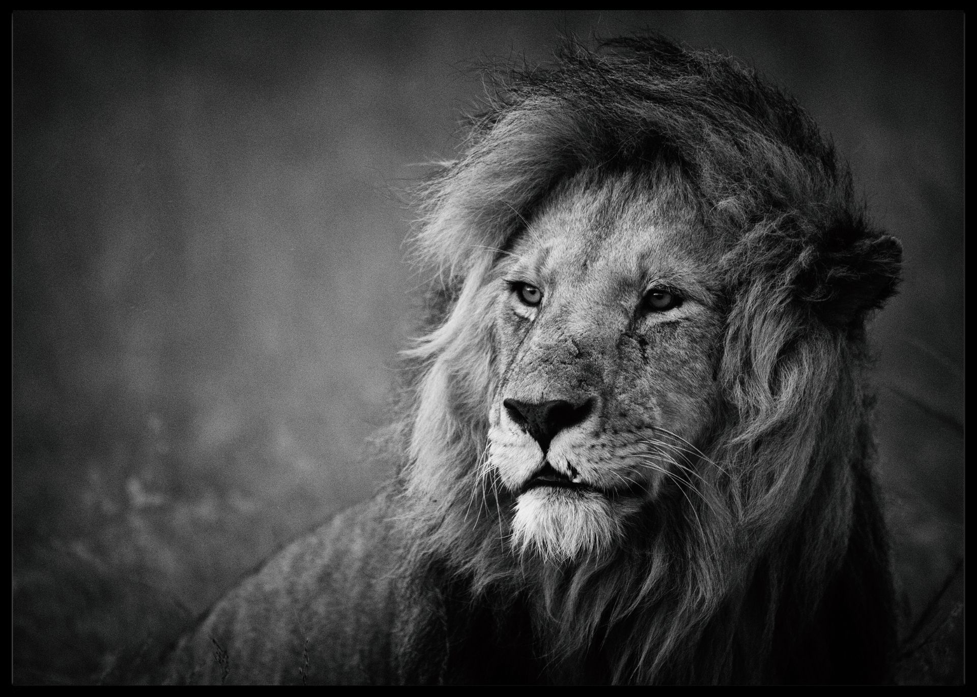 Regal poster - Plakatbar.no