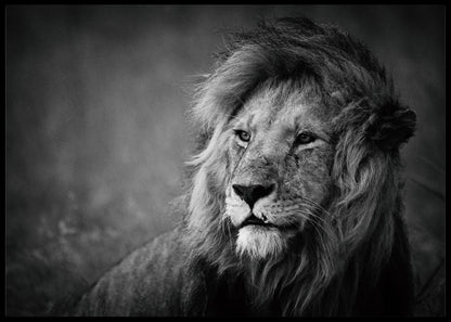 Regal poster - Plakatbar.no