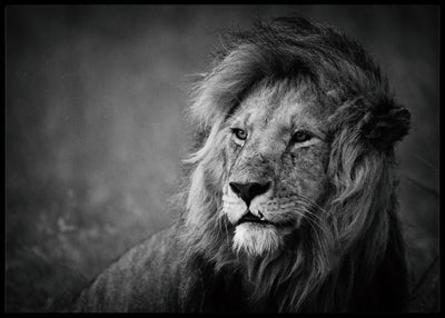 Regal poster - Plakatbar.no