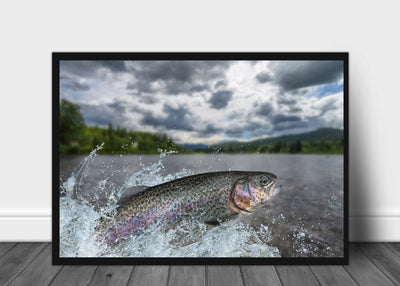 Regnbue ørret som hopper - Poster - Plakatbar.no