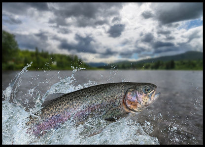 Regnbue ørret som hopper - Poster - Plakatbar.no