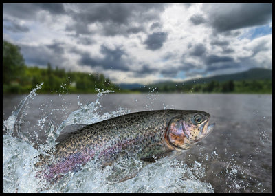 Regnbue ørret som hopper - Poster - Plakatbar.no