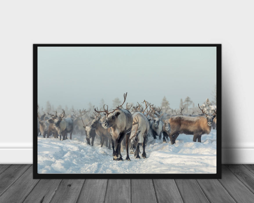 Reindeer poster - Plakatbar.no