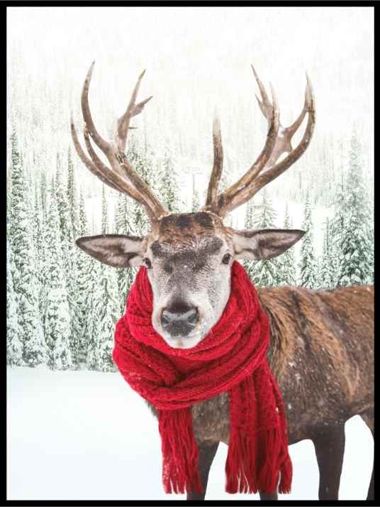 Reinsdyr med rødt skjerf - vinterplakat - Plakatbar.no