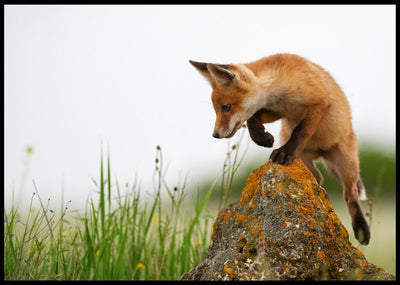 Reven jakter poster - Plakatbar.no