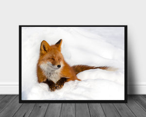 Reven sover poster - Plakatbar.no