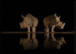 Rhino at the waterhole poster - Plakatbar.no
