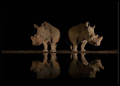 Rhino at the waterhole poster - Plakatbar.no