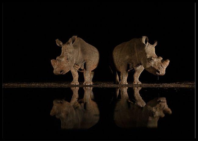 Rhino at the waterhole poster
