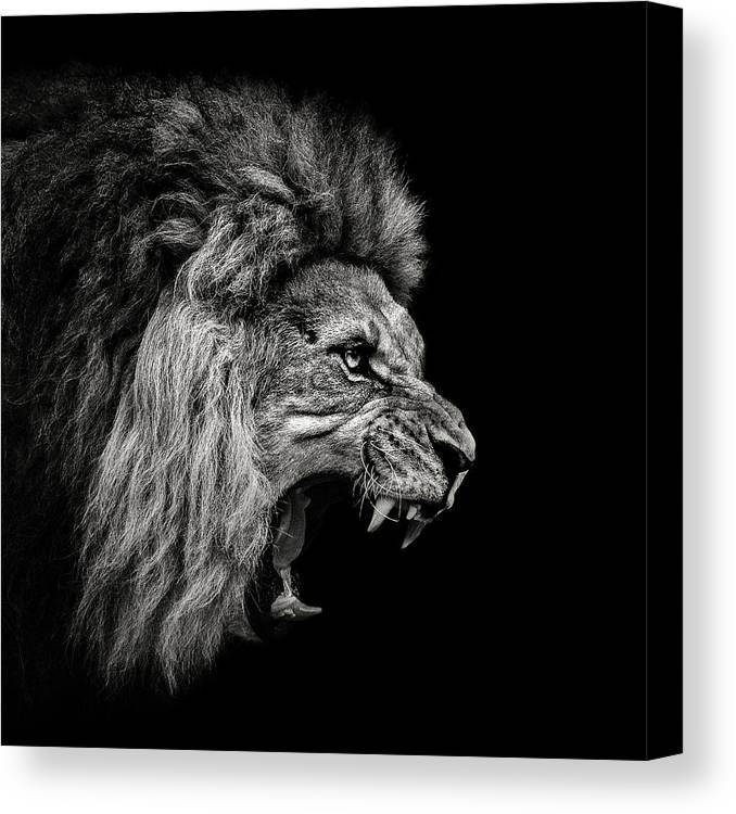 Roaring Lion - square canvas
