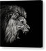 Roaring Lion - kvadratisk lerret - Plakatbar.no