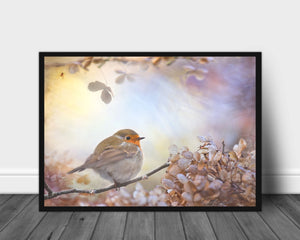 Robin - Plakat - Plakatbar.no