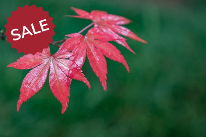 Røde høstblader poster - Plakatbar.no