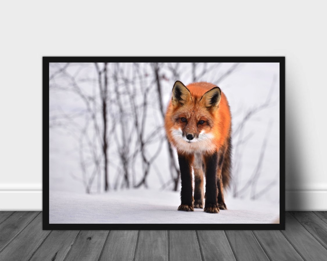 Rødrev på snøen poster - Plakatbar.no