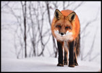 Rødrev på snøen poster - Plakatbar.no